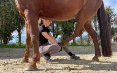 La importancia de los estiramientos en caballos